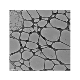 Graphene Support Film on Lacey Carbon, 300 Mesh Copper Grids
