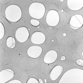 Holey carbon films on Nickel TEM Grids