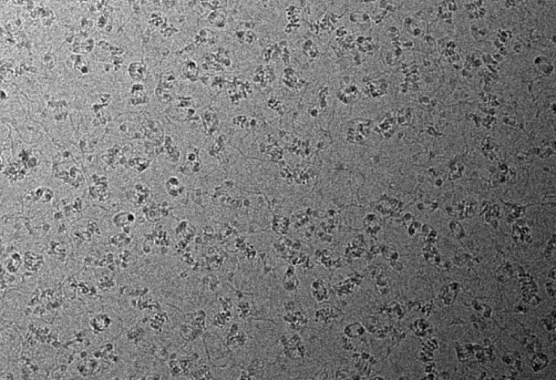 Quantifoils: Nucleosome Arrays by Noelia Fernandez-Rivero and Ricardo Aramayo